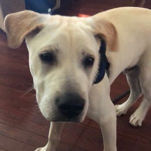 Meet your Posher, Faisal